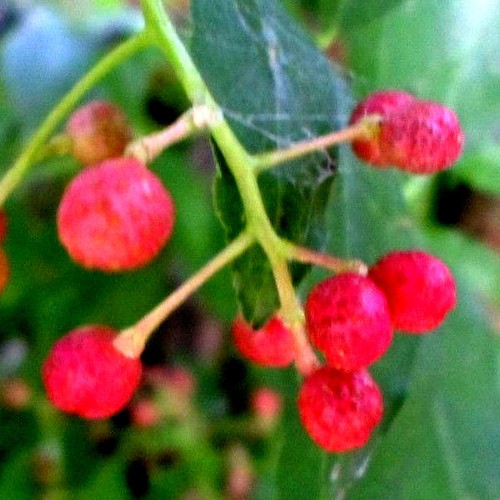 Pfeffer rot rosa - rot,,