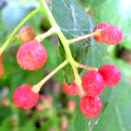 Rosa pfeffer pfefferbaum - rosa,
